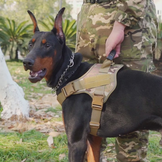 harnais chien/video- doberman -et -harnais  