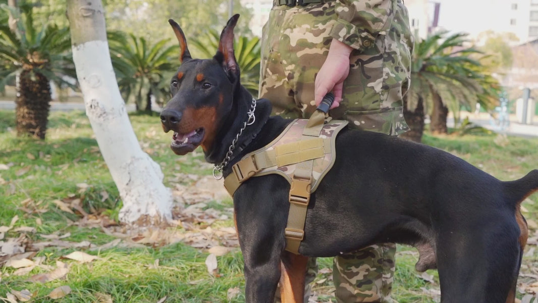 harnais chien/video- doberman -et -harnais  